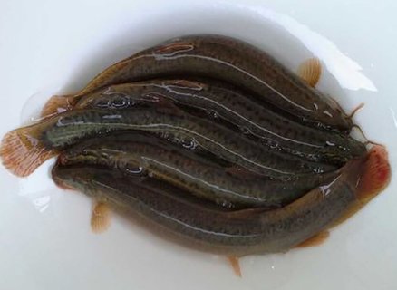 泥鰍怎么處理比較干凈？泥鰍最好的處理方法