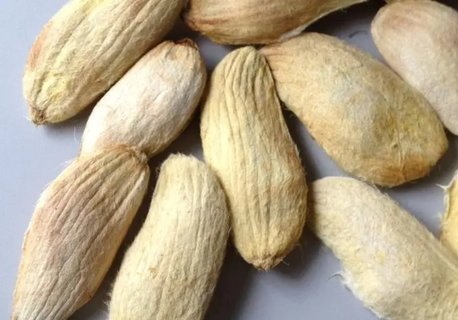 芒果核怎么發(fā)芽栽種？芒果核栽種方法