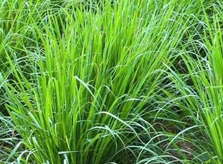 香茅驅(qū)蚊有用嗎？香茅怎么驅(qū)蚊效果好？