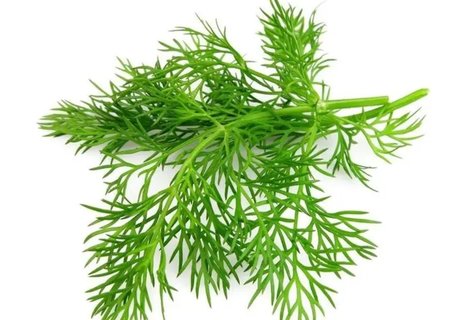 蒔蘿和茴香是一個(gè)東西嗎？蒔蘿和茴香的區(qū)別