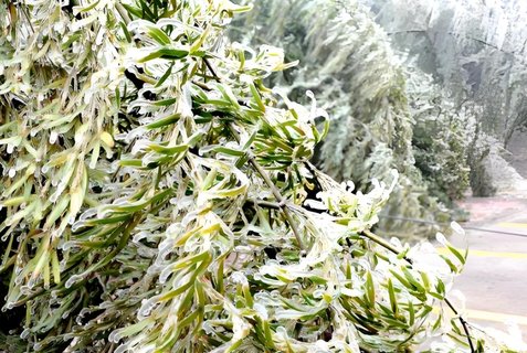 竹白霜可以治療什么病？竹白霜的藥用功效與用法