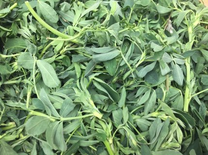 野菜哪些可以吃？可以食用的野菜種類大全