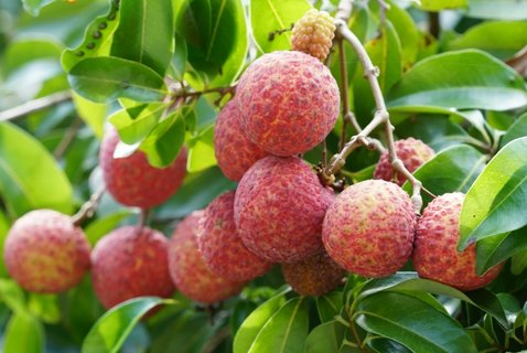 身體上火不能吃什么水果？上火不能吃的水果