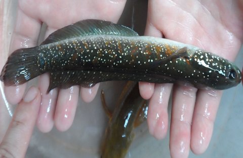 七星魚有什么營養(yǎng)價值？七星魚的功效與禁忌