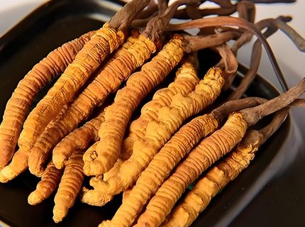 冬蟲夏草吃了對身體有什么好處？冬蟲夏草的功效與作用及食用方法