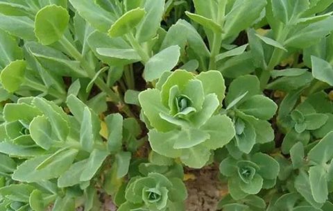 土三七吃多少導(dǎo)致中毒？土三七的致死量是多少？