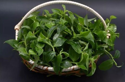 竹葉菜怎么做好吃？竹葉菜圖片功效與作用