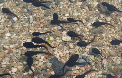 精子活力低會自愈嗎？精子活力低怎么改善？