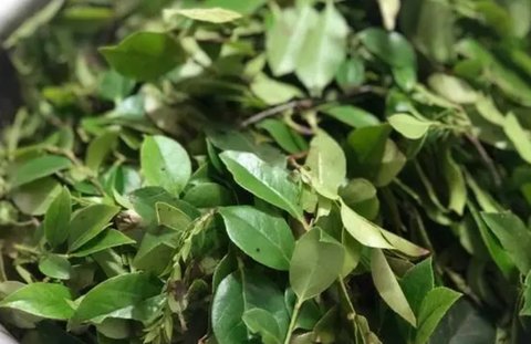 烏葉有幾種吃法和功效？烏葉的功效與作用