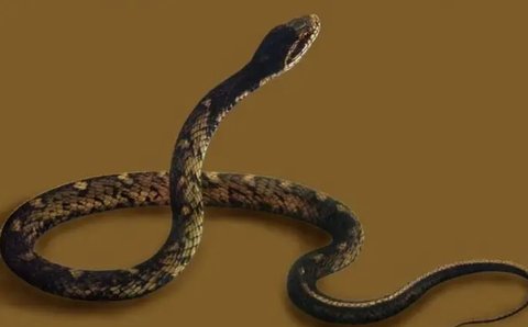 孕婦夢(mèng)見蛇預(yù)示著生男生女？孕婦夢(mèng)見蛇的吉祥預(yù)兆