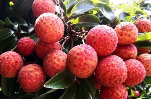 孕早期不能吃什么水果？頭三月孕婦禁吃的水果