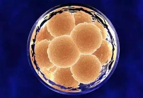 香港凍卵費用大約多少？香港凍卵醫(yī)院推薦及費用