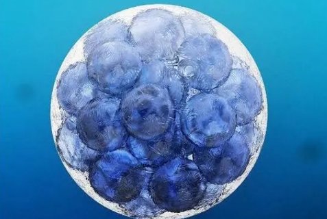 美國凍卵費用大約多少？美國凍卵的價格