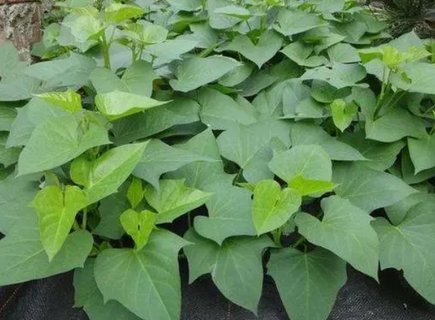 紅薯葉有什么好處？吃紅薯葉的九大好處