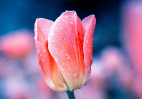 卵巢早衰導(dǎo)致絕經(jīng)能調(diào)理過來嗎？卵巢早衰絕經(jīng)調(diào)理方法