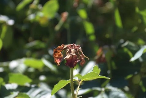 卵巢早衰可以恢復(fù)卵巢功能嗎？卵巢早衰的恢復(fù)可能性