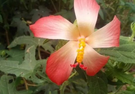 卵巢囊腫吃什么藥可以消除囊腫？卵巢囊腫最好吃的藥