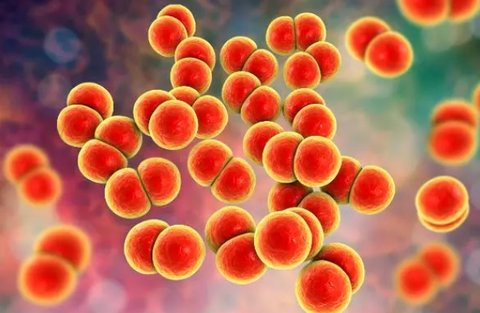 流腦發(fā)病時(shí)有什么癥狀？流腦的主要臨床表現(xiàn)