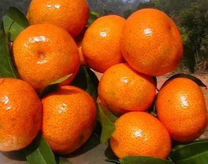 茂谷柑上火還是去火？茂谷柑的功效與作用禁忌