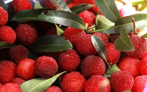 楊梅一次吃三十顆可以嗎？楊梅適量食用指南