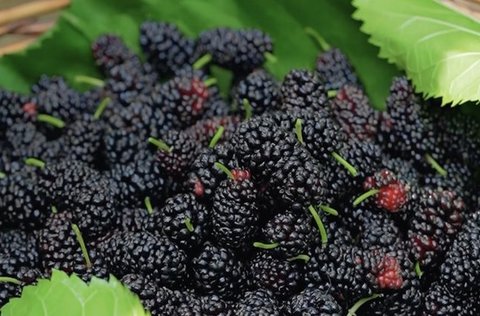 為什么吃桑葚皮膚會(huì)變好？桑葚對(duì)皮膚的作用與功效