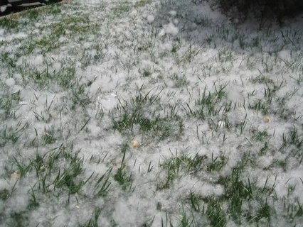 楊絮有什么作用？楊絮的作用與功效禁忌