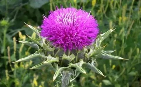 哪些人不能吃奶薊草？三種人千萬(wàn)不能吃奶薊草