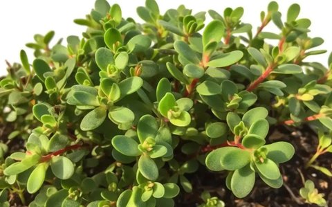 馬齒莧可以治皮膚病嗎？馬齒莧治5種皮膚病