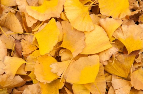 銀杏葉片對胃有影響嗎？銀杏葉片的功效與作用