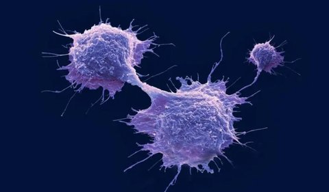 NK細(xì)胞低是什么意思？NK細(xì)胞低的危害