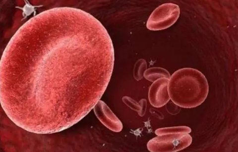 血型遺傳有什么規(guī)律嗎？血型遺傳規(guī)律表對照表