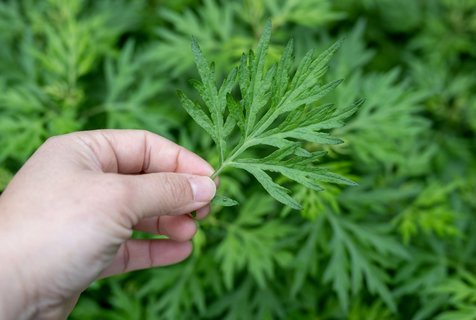 用什么驅(qū)蚊最好最有效？驅(qū)蚊最好最有效的辦法