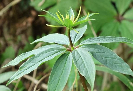 七葉一枝花功能主治什么病的？七葉一枝花主要功效作用