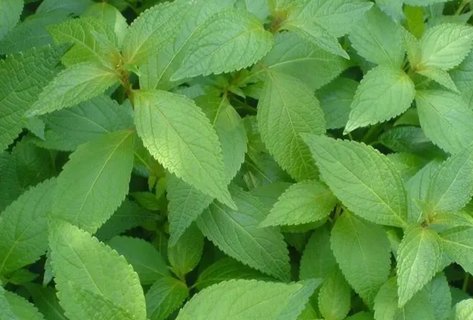 溪黃草對肝有什么作用？溪黃草對肝臟的好處與壞處