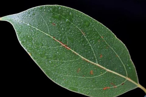 樟樹葉對人體有害嗎？樟樹葉的功效與作用