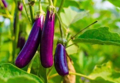 為什么中醫(yī)不讓吃茄子？探究中醫(yī)對茄子的看法