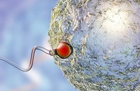 女人排卵后能在體內(nèi)存活幾天？卵子存活時(shí)間解析