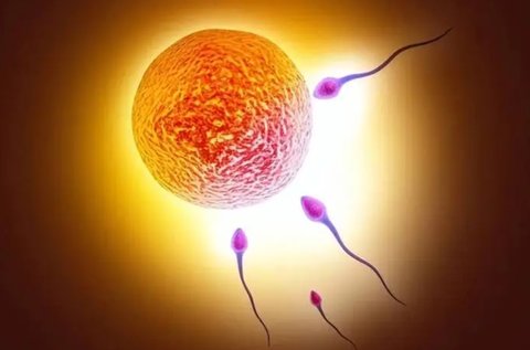 多精入卵的結(jié)果是什么？探究多精受精的影響