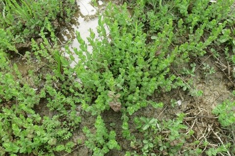 地耳草有什么功效和作用？地耳草的功效與作用