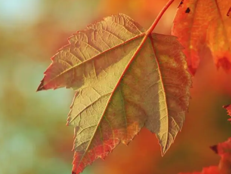 立秋后，這些養(yǎng)生誤區(qū)請繞行？