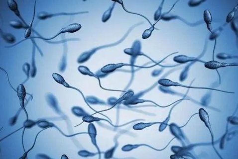 弱精成活率30可以懷孕嗎？弱精癥如何快速懷孕？
