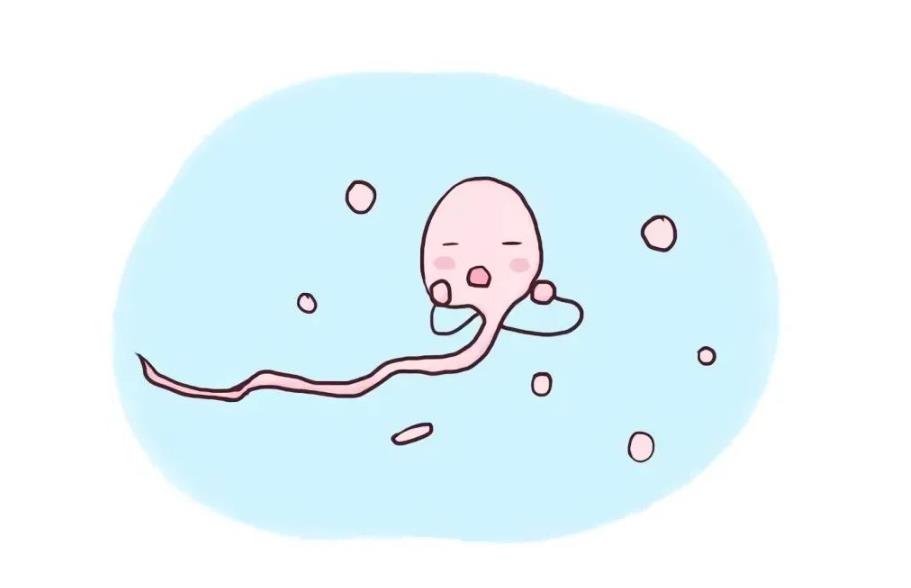 精子碎片化 精子碎片化