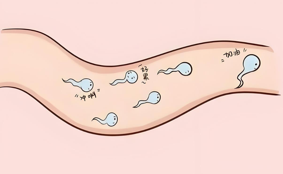 重度少弱畸精子癥做試管成功率會不會很低