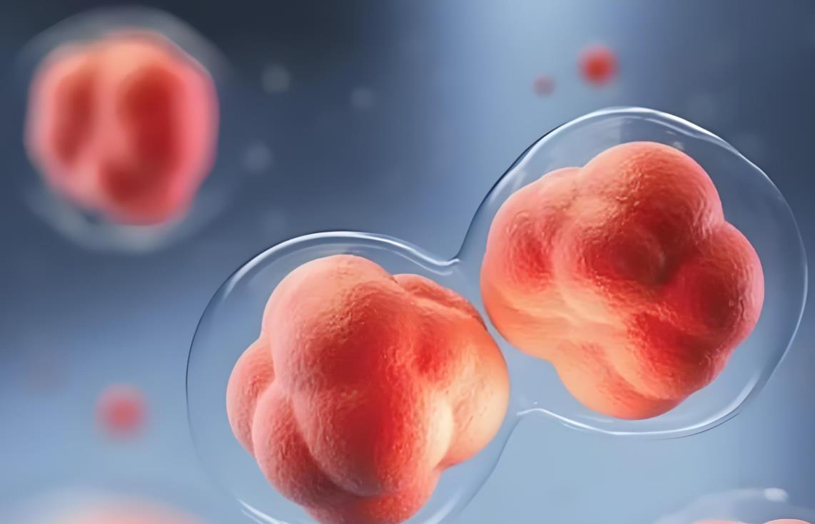 試管優(yōu)胚是什么意思,試管嬰兒優(yōu)胚標(biāo)準(zhǔn)