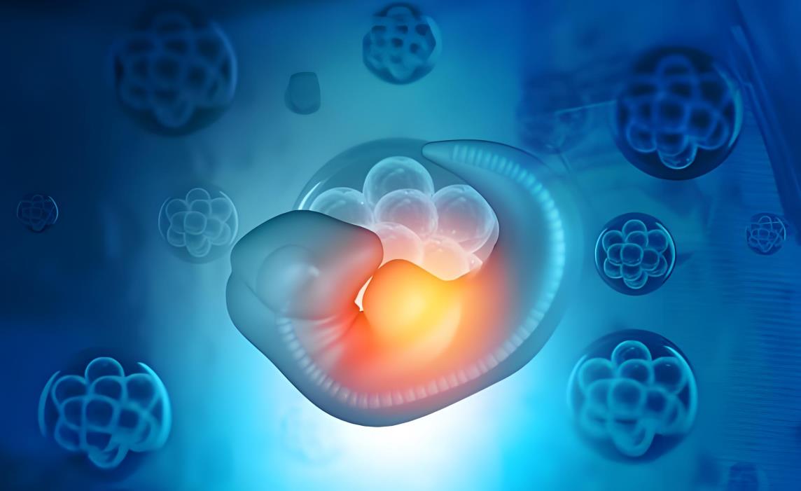 5細(xì)胞胚胎有移植的必要嗎,5細(xì)胞胚胎移植成功率