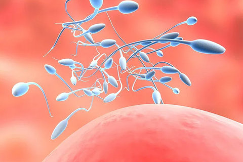 廣州醫(yī)科大學(xué)三院做試管要多少錢？試管嬰兒費用一覽