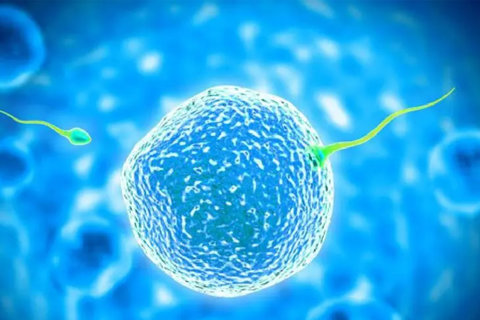 取卵后要喝幾天冬瓜湯？冬瓜湯與飲食調(diào)理