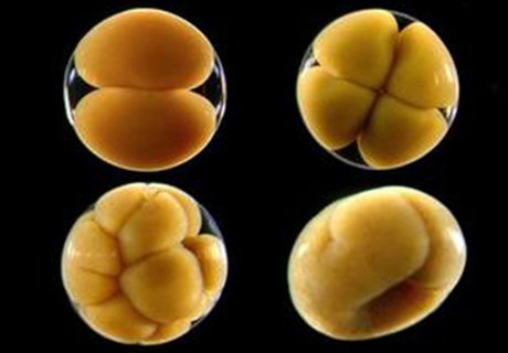 囊胚移植幾天著床？囊胚移植著床時(shí)間解析