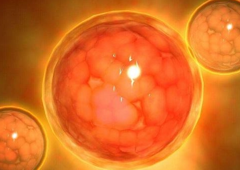 一代和二代試管養(yǎng)囊成功率？養(yǎng)囊成功率的深度解析