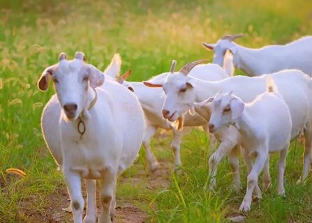 孕婦夢(mèng)見羊是胎夢(mèng)嗎？解讀夢(mèng)境的奧秘